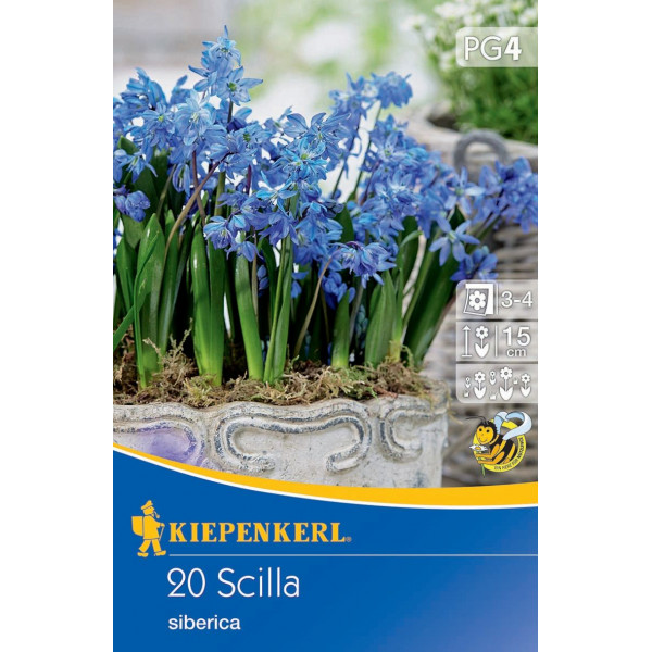 Scilovka sibírska (Scilla siberica)