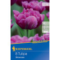 Tulipány Showcase