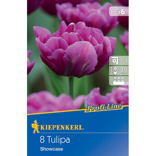 Tulipány Showcase