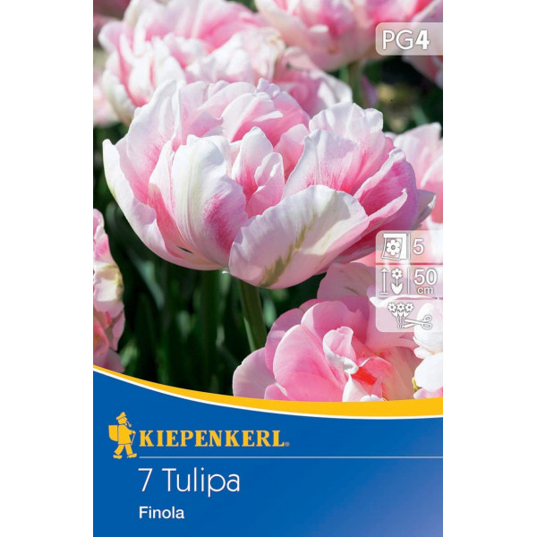 Tulipány Finola