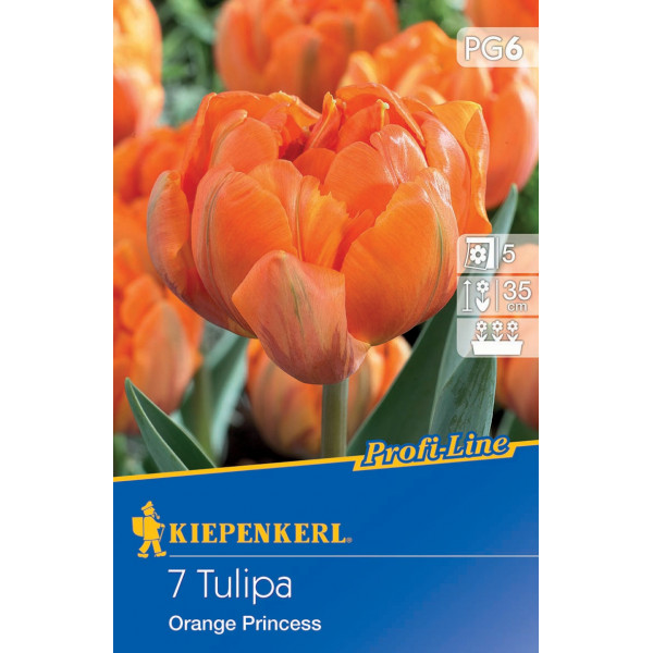 Tulipány Orange Princess