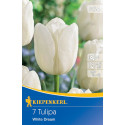 Tulipány White Dream