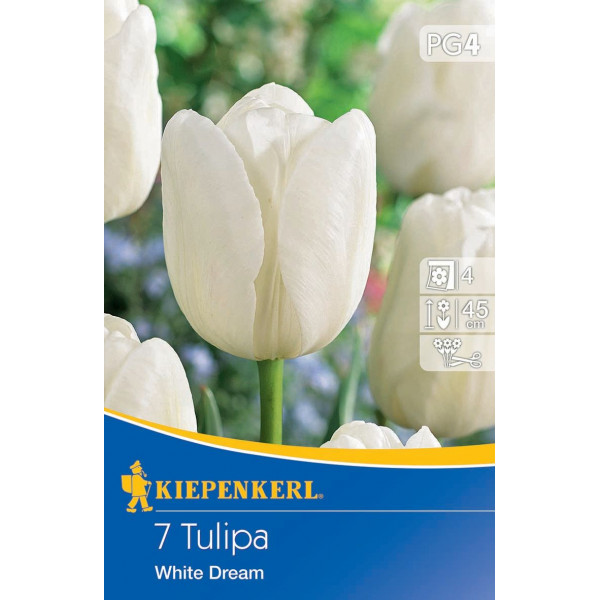 Tulipány White Dream