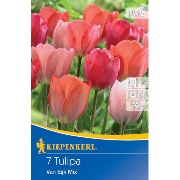 Tulipány Van Eijk viacfarebná zmes