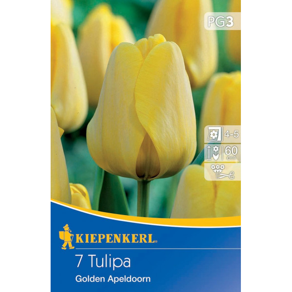 Tulipány Golden Apeldoorn