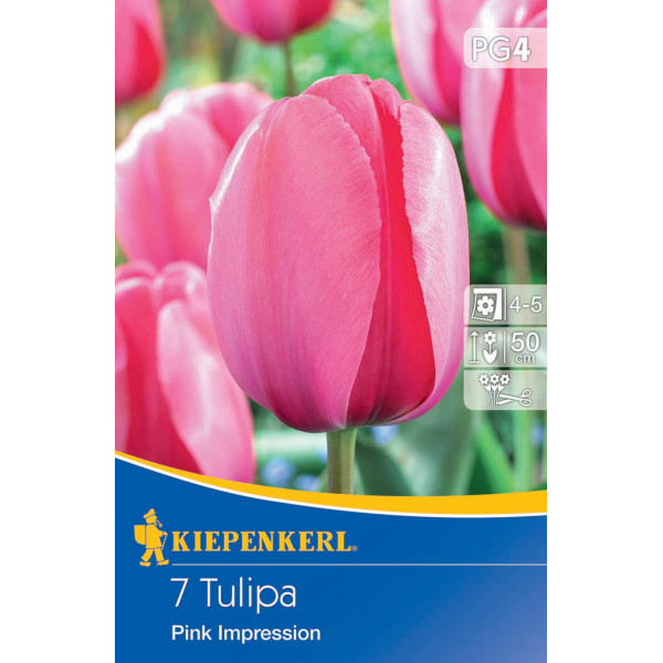 Tulipány Pink Impression