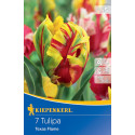 Tulipány Texas Flame