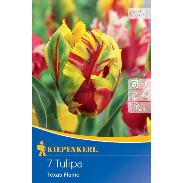 Tulipány Texas Flame