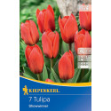 Tulipány Showwiner