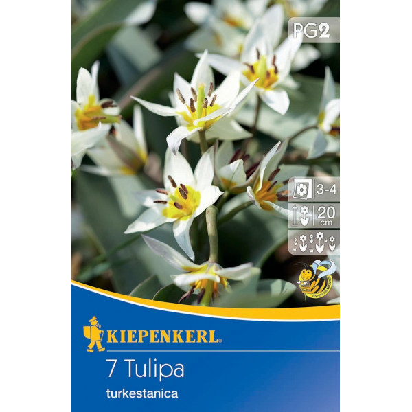 Tulipány nízke Turkestanica