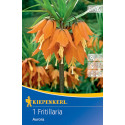 Cisársky tulipán (Fritillaria) Aurora