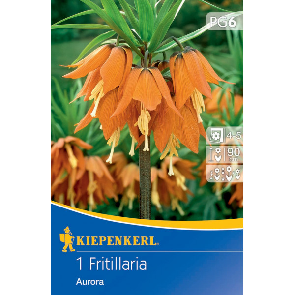 Cisársky tulipán (Fritillaria) Aurora