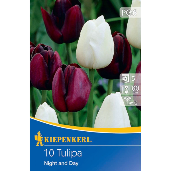 Tulipány Night and Day