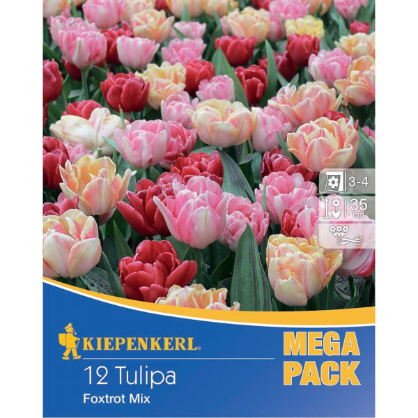 Mega Pack Tulipány Foxtrot viacfarebná zmes