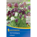 Cisársky tulipán (Fritillaria) viacfarebná zmes