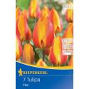 Tulipány Flair