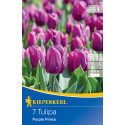 Tulipány Purple Prince