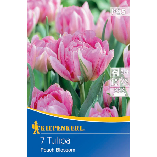 Tulipány Peach Blossom