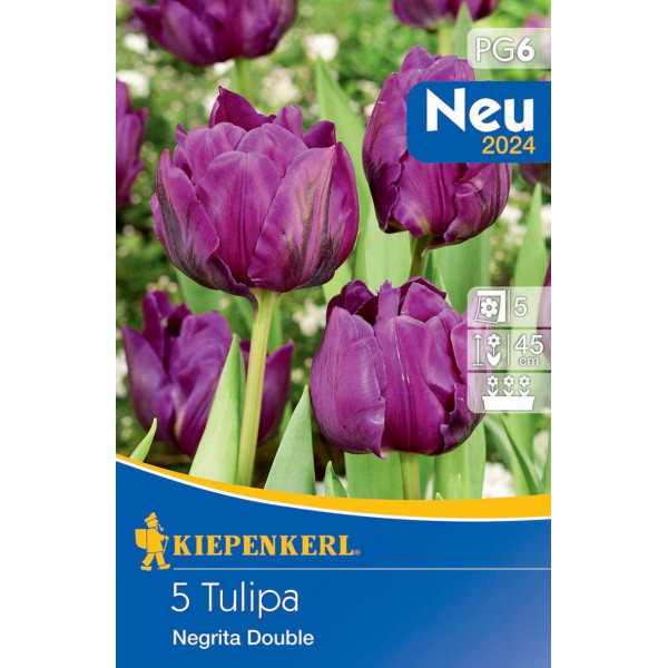 Tulipány Negrita Double