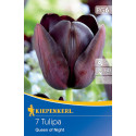 Tulipány Queen of Night