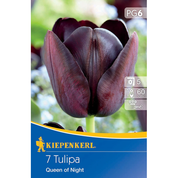 Tulipány Queen of Night