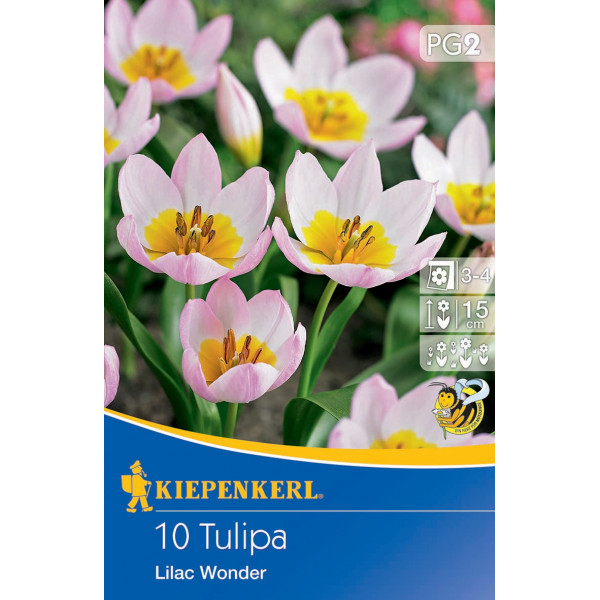 Tulipány nízke Lilac Wonder