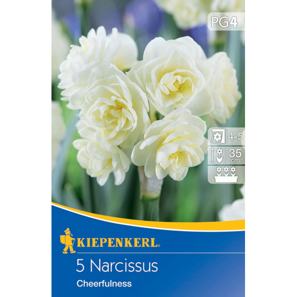 Narcisy Cheerfulness