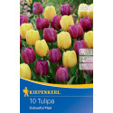 Tulipány Colourful Flair