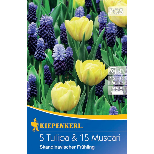 Tulipány a Modrica Scandinavian Spring viacfarebná zmes