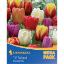 Mega Pack Tulipány Triumph viacfarebná zmes