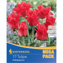 Mega Pack Tulipány Little Red Riding Hood