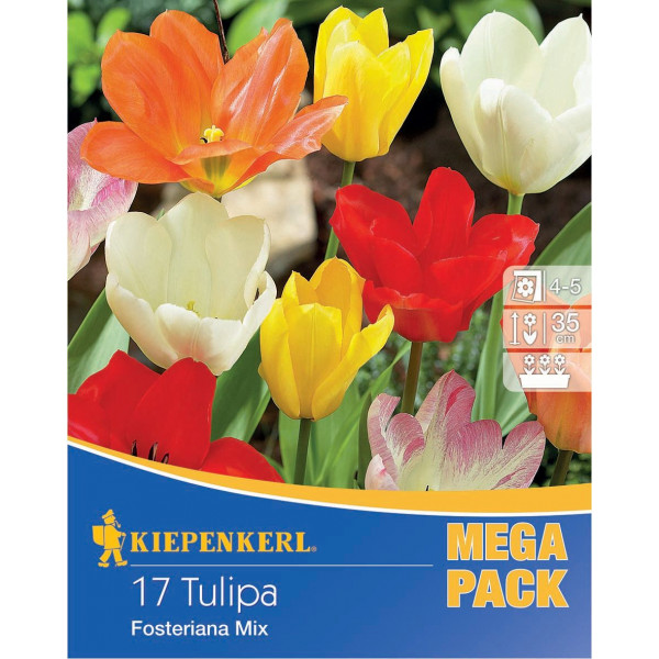 Mega Pack Tulipány Fosteriana viacfarebná zmes