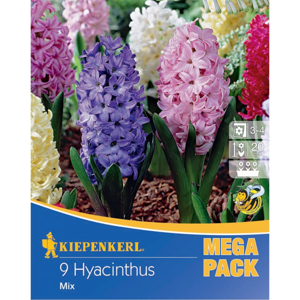 Mega Pack Hyacint viacfarebná zmes