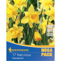 Mega Pack Narcisy Osterglocken