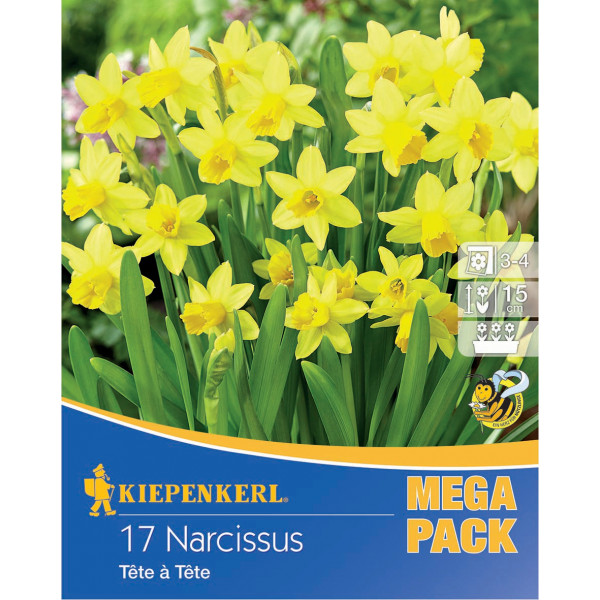 Mega Pack Narcisy Tete a Tete