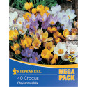 Mega Pack krokus nízky viacfarebná zmes