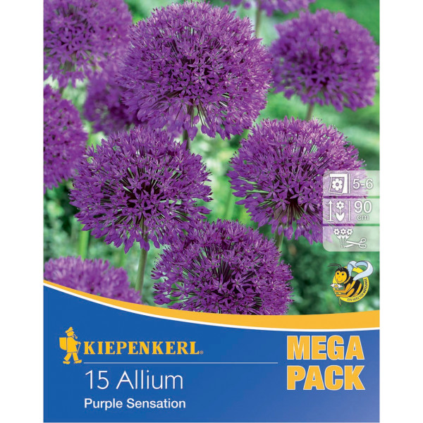 Mega Pack Ozdobná cibuľka Purple Sensation