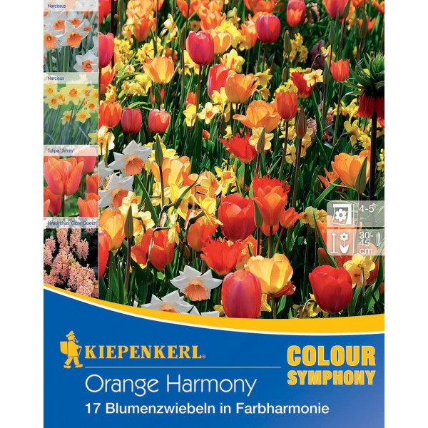 Kvetinové cibuľky Orange Harmony