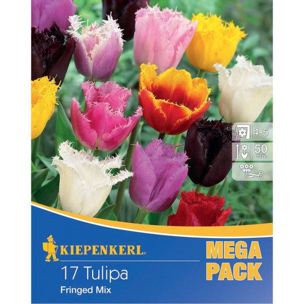 Mega Pack Tulipány strapcovité viacfarebná zmes