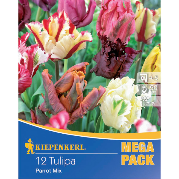 Mega Pack Tulipány Papagei viacfarebná zmes