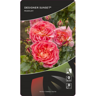 Ruže nízke Designer Sunset ® v kvetináči 3L