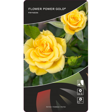 Ruže nízke Flower Power Gold ® v kvetináči 3L