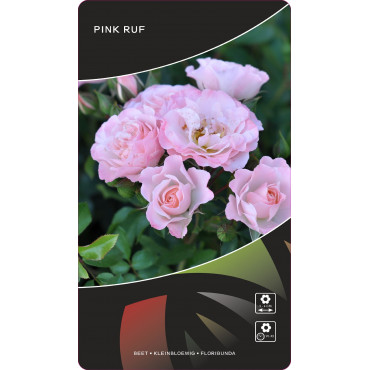 Ruže floribunda Pink Ruf ® v kvetináči 3L