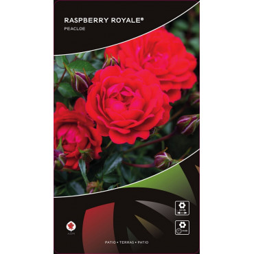 Ruže nízke Raspberry Royale ® v kvetináči 3L