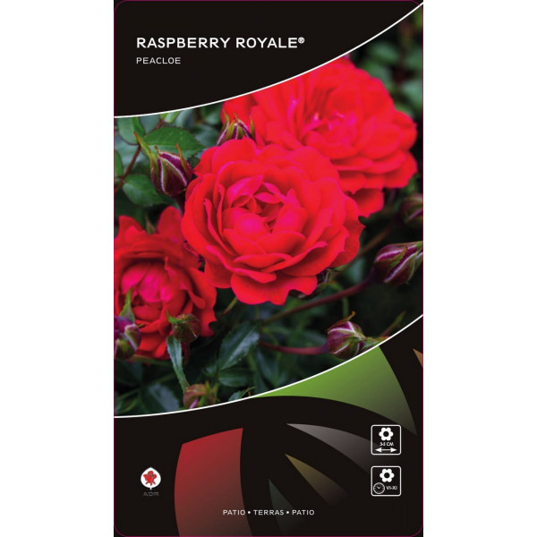 Ruže nízke Raspberry Royale ® v kvetináči 3L