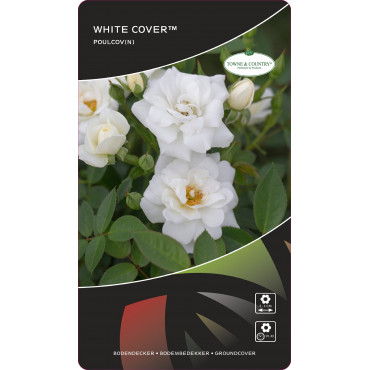 Ruže nízke White Cover ® v kvetináči 3L