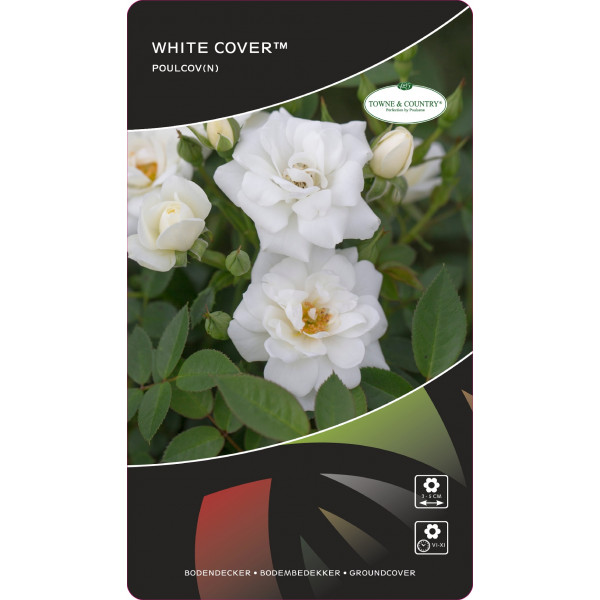 Ruže nízke White Cover ® v kvetináči 3L