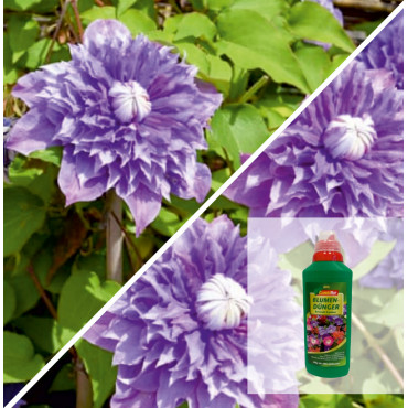 Balenie Clematis Regal: Multi Blue & Hnojivo Magic