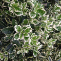 Euonymus Harlequin