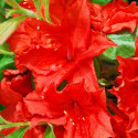 Rhododendron Doloroso